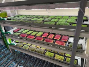 Fully equipped and operational Hydroponics farm in musaffah