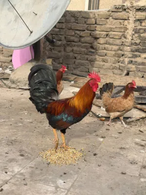 فراخ باكستاني للبيع