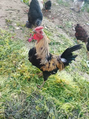 فرخه بياضه بلدي وديك