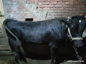 Cows0