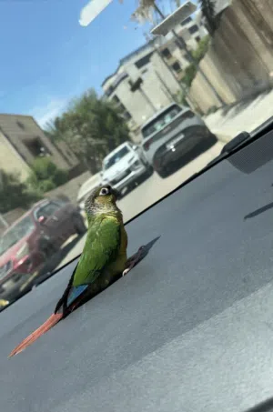 كنيور اليف طينه