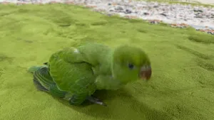 فرخ ببغاء دره للبيع