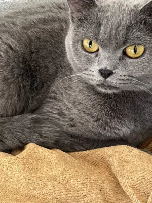Grey Scottish Girl healthy
