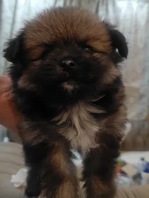 Pomeranian pups