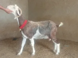‏ماعز‏2