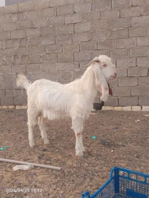 زوز جديان واحد يعيد ثنب وواحد لا