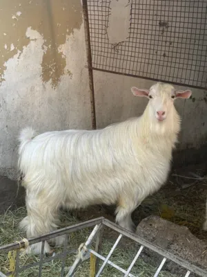 شاه رحبيه للبيع