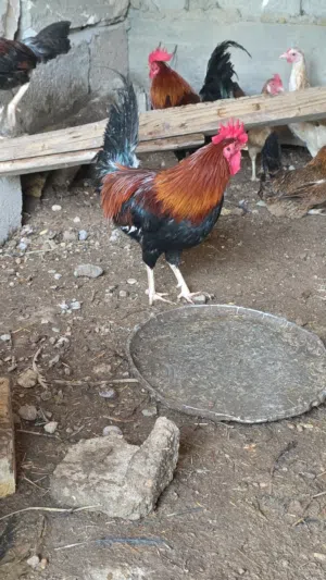 دجاج عرب شمسي خط اول