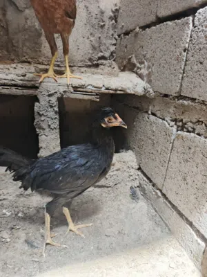 ديج كويتي مع فروجات هنديات للبيع