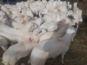 بيع وشراالاغنام المروعي والبلدي درجه اولا
