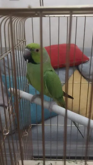 ببغاء الدره ذكر نشيط