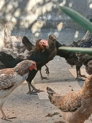 دجاج بلدي بياض للبيع