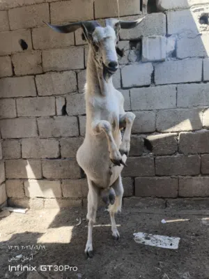 سلام عليكم صخل قطري خط اول