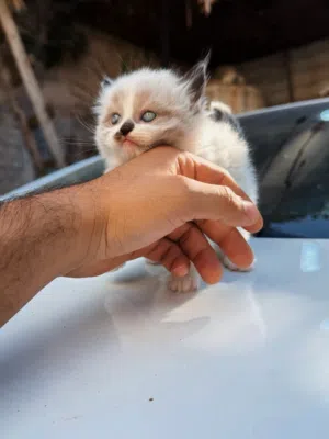 قطط لونا، مايلو، وبيلا يبحثون عن بيت يحبهم