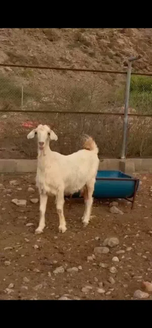للبيع صخله يتوفر خدمة ذبح