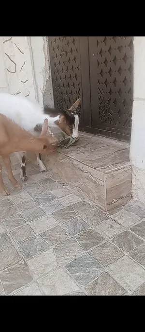 ‏غزلان‏1