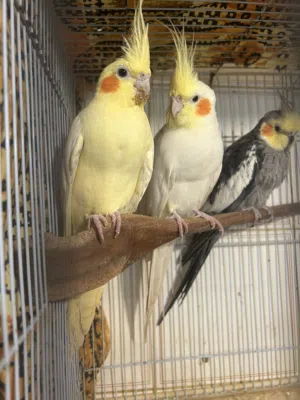Beautiful Cockatiels bird