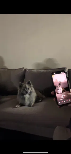 بومارينيان للبيعع