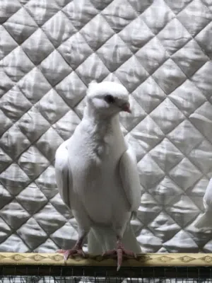6 طيور ينباعن شلع تك