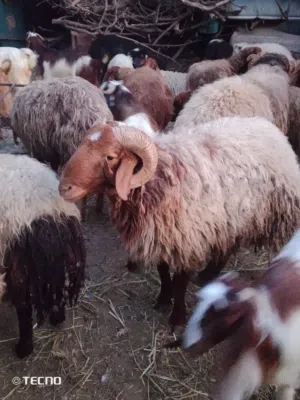 خرفان 2 للبيع بسعر مغري