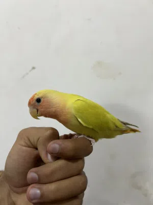 لافبيرد أليف