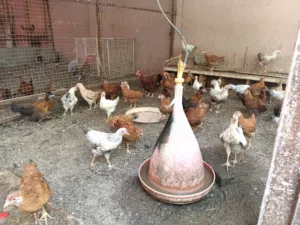 دجاج فرنسي بيور أحمر وأبيض