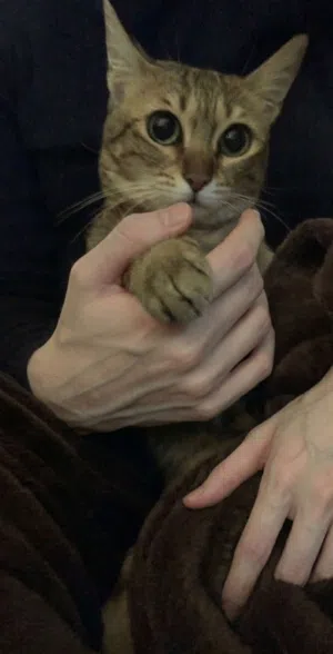 قطه للتبني / cat for adopting