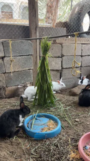 للبيع ارانب إناث حجم كبير بالغات