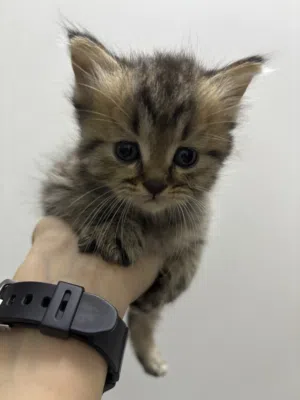 قط شيرازي بيور