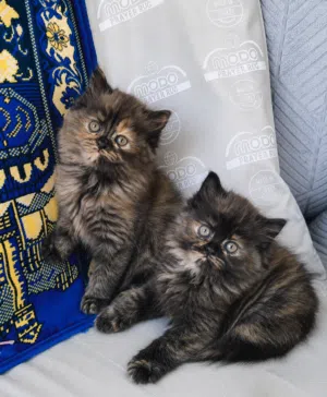 قطط صغيره للبيع بصحه جيده جدا خاليه من اي امراض او حشرات ولعوبات جدا