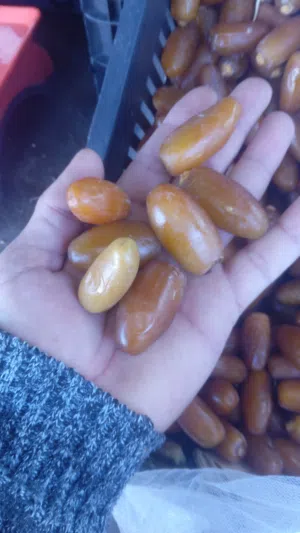 تمور ودان درجة أولى جملة هاتف