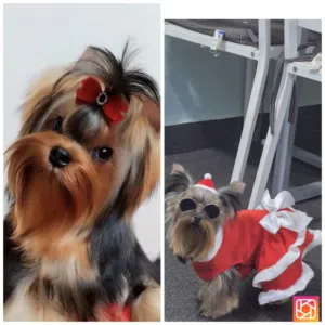 Yorkshire silky terrier for sale