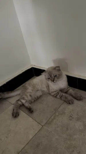 قط ذكر سكوتش فولد