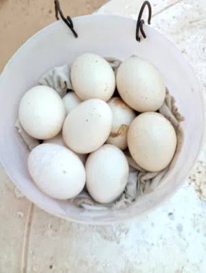 للــبــيــع بيـــض دجـــاج كـينــي مــوصـفات