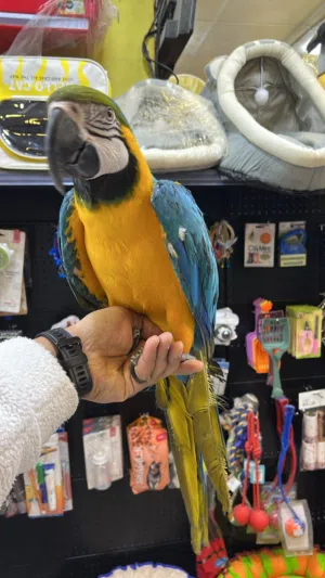 ببغاء مكاو ذكر متكلم و اليف جدا تبارك الرحمن ثوب كامل متكلم فوق ال 25 كلمة