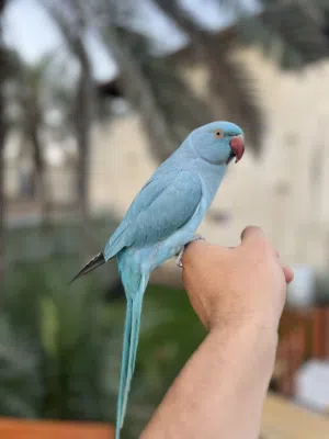 ببغاء دره هندي ( الوصف مهم )