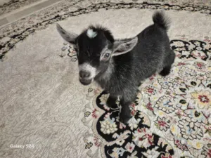 للبيع ماعز القزم ذكر امريكي