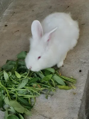 أرنب هولندي اصل بدون تهجين وجه الأسد منتج عيون حمراء