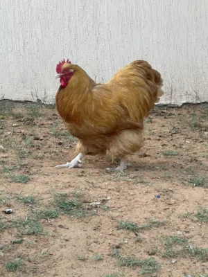 فروج كلاي مريندا