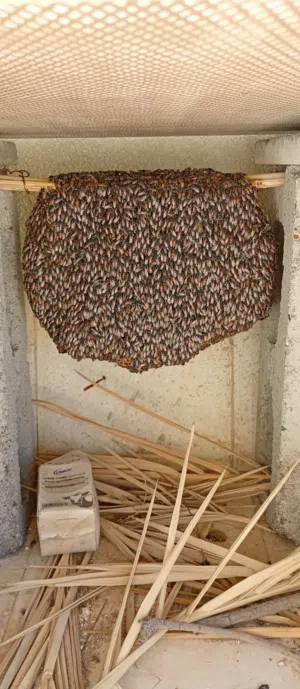 خلية نحل بو طويق متوسطة