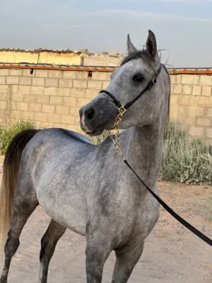 Two Horse for sale