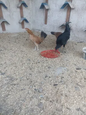 دجاج دندراويات وديج اسود عمر 5تشهر