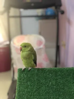 ببغاء دره (انثى)