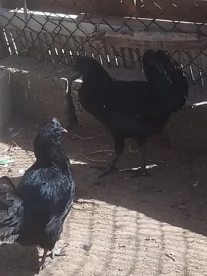 دجاج لامبرقيني اصلى لماع