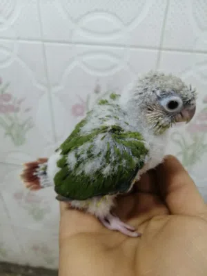 افراخ ببغاء كنيور زق