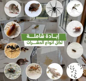 شركة مكافحة حشرات وقوارض بالرياض  إبادة فورية بضمان معتمد