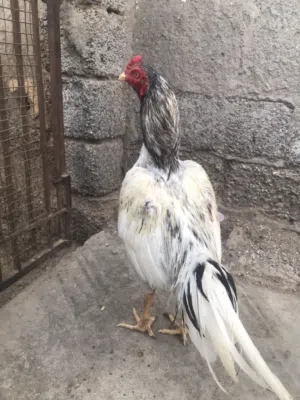 للبيع ديك باكستاني ميوالي