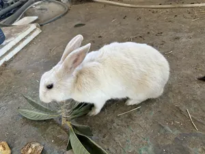 ‏أرانب‏1