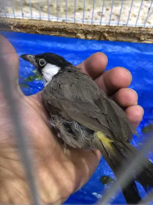 بلابل نثيه وفحل اعمار صغيره