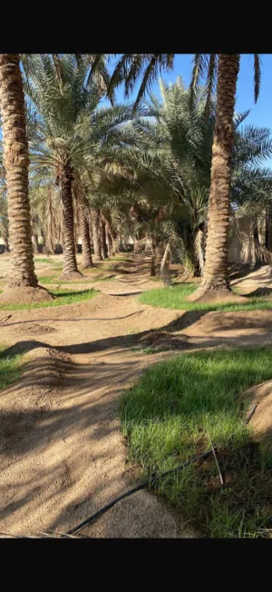 فرصة استثمارية نادرة – مزرعة للبيع في العين